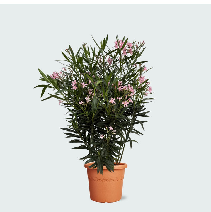 Nerium Oleander struik - 130 cm - Kamerplant Kopen