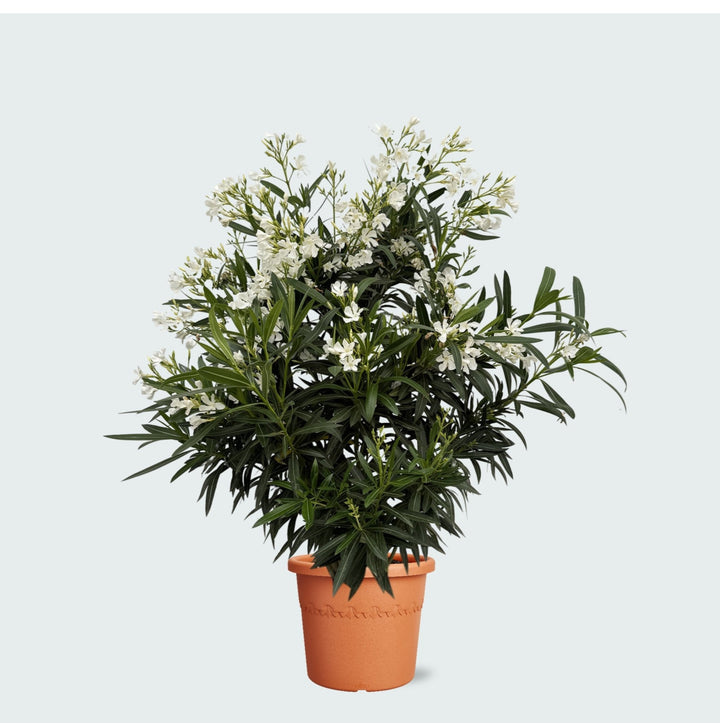 Nerium Oleander struik - 130 cm - Kamerplant Kopen