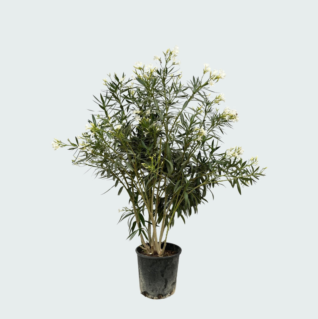Nerium Oleander - 180cm - Acheter une plante d'intérieur