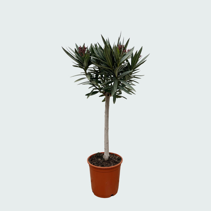 Nerium Oleander op stam - 140cm - Kamerplant Kopen