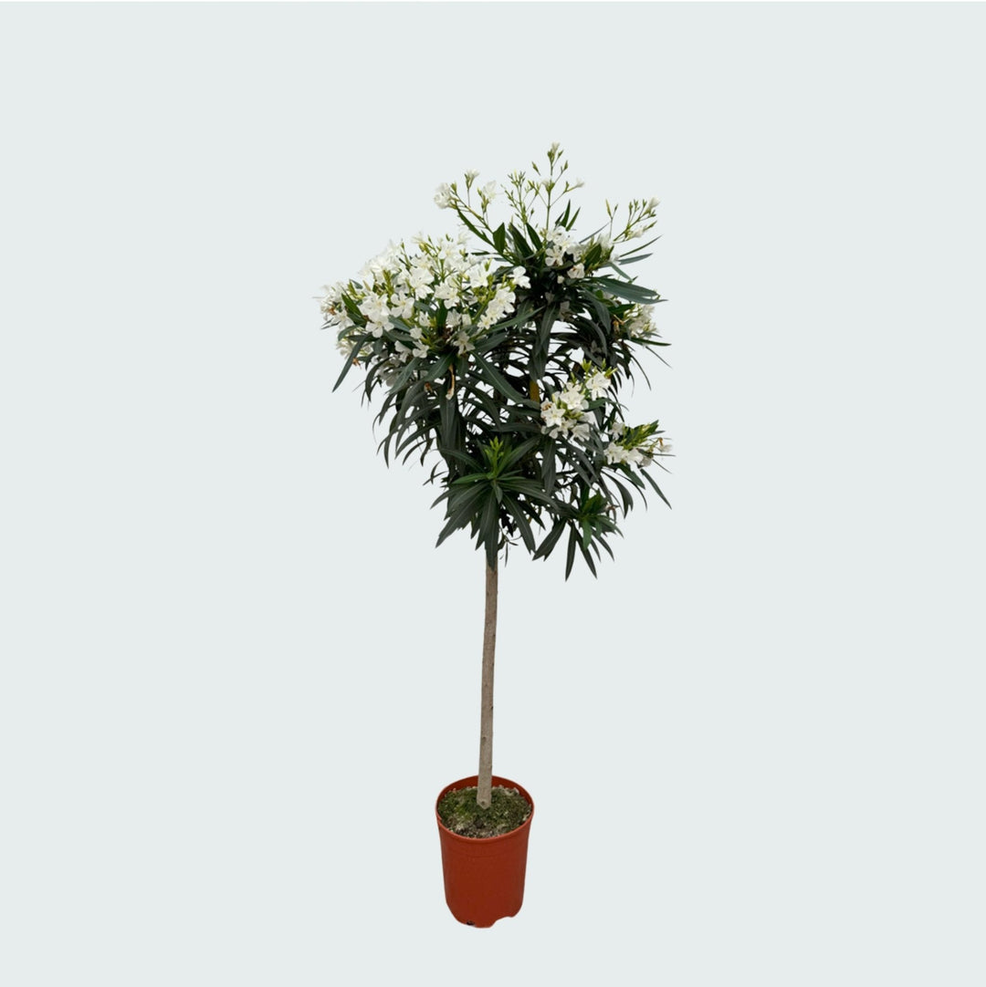 Laurier rose sur tige - 200cm / circonférence du tronc 15cm | Acheter
