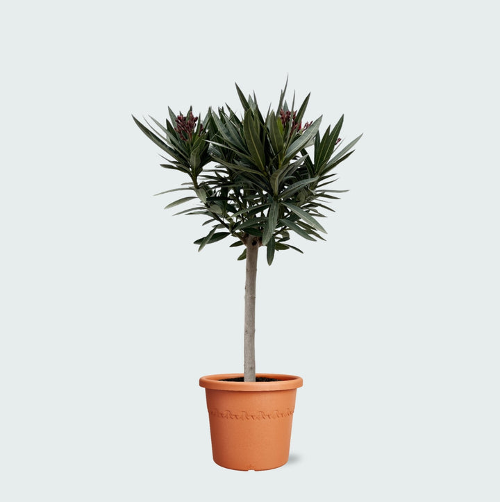 Nerium Oleander op stam - 140cm - Kamerplant Kopen