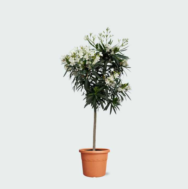 Laurier rose sur tige - 200cm / circonférence du tronc 15cm | Acheter