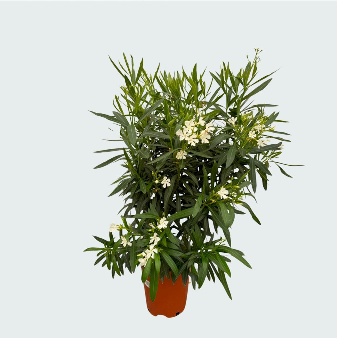 Nerium Oleander struik - 160cm - Kamerplant Kopen