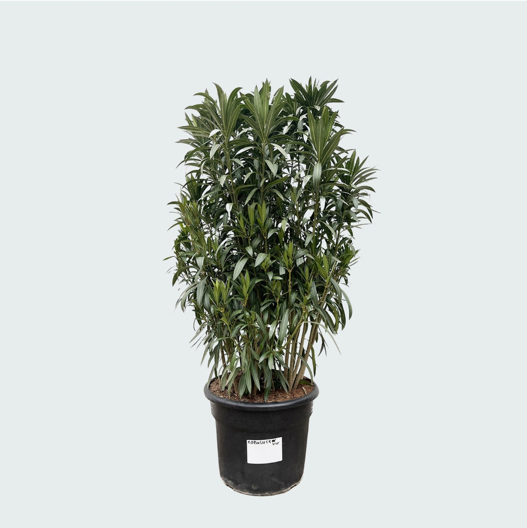 Nerium Oleander struik - 210cm - Kamerplant Kopen