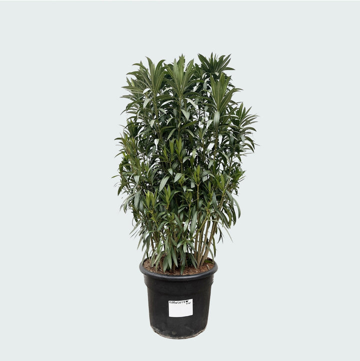 Nerium Oleander struik - 210cm - Kamerplant Kopen
