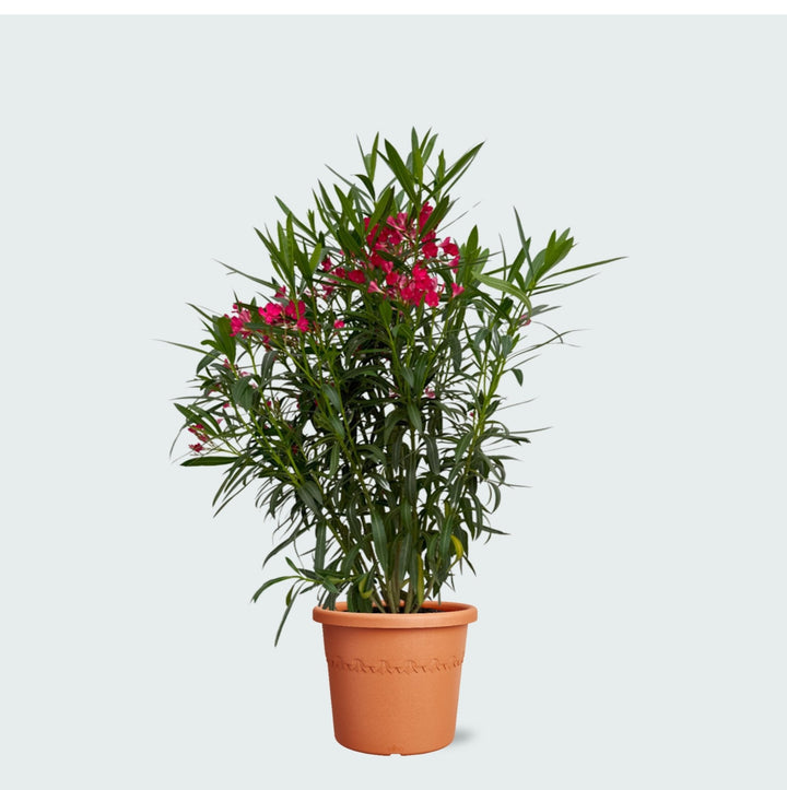 Nerium Oleander struik - 130 cm - Kamerplant Kopen