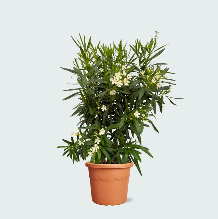 Nerium Oleander struik - 160cm - Kamerplant Kopen
