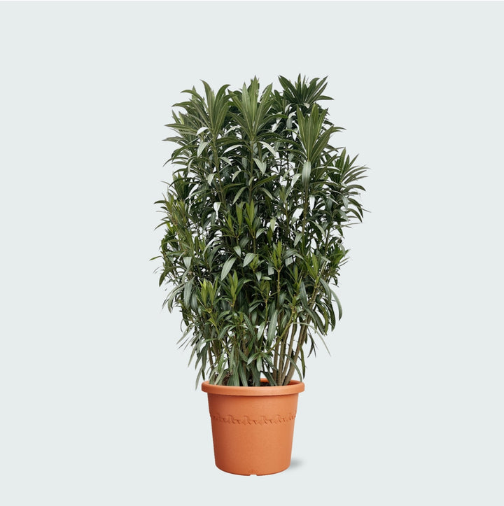 Nerium Oleander struik - 210cm - Kamerplant Kopen