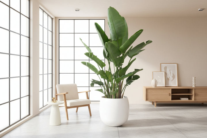 Strelitzia Nicolai de luxe XXL - Ø40 - 250cm - Oiseau de paradis