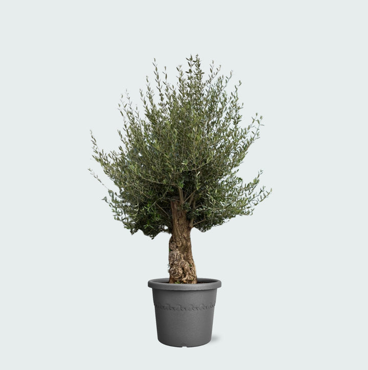 Olivier Olea Europaea Bonsaï - 250 cm / circonférence du tronc 45-60cm