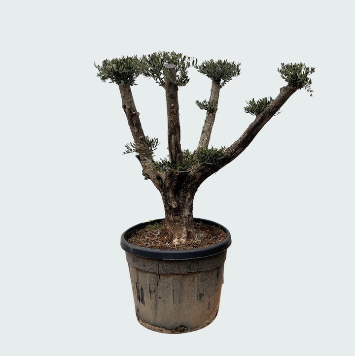 Olivier Olea Europaea Pom Pon Plateau - 160cm | Acheter
