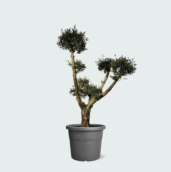 Olivier Olea Europaea Pom Pon Plateau - 160cm | Acheter