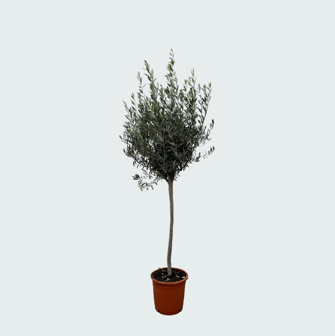 Olea Europaea sur tronc - 160cm - Acheter une plante d'intérieur