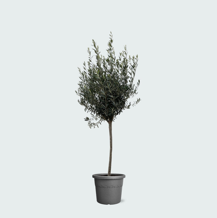 Olea Europaea sur tronc - 160cm - Acheter une plante d'intérieur