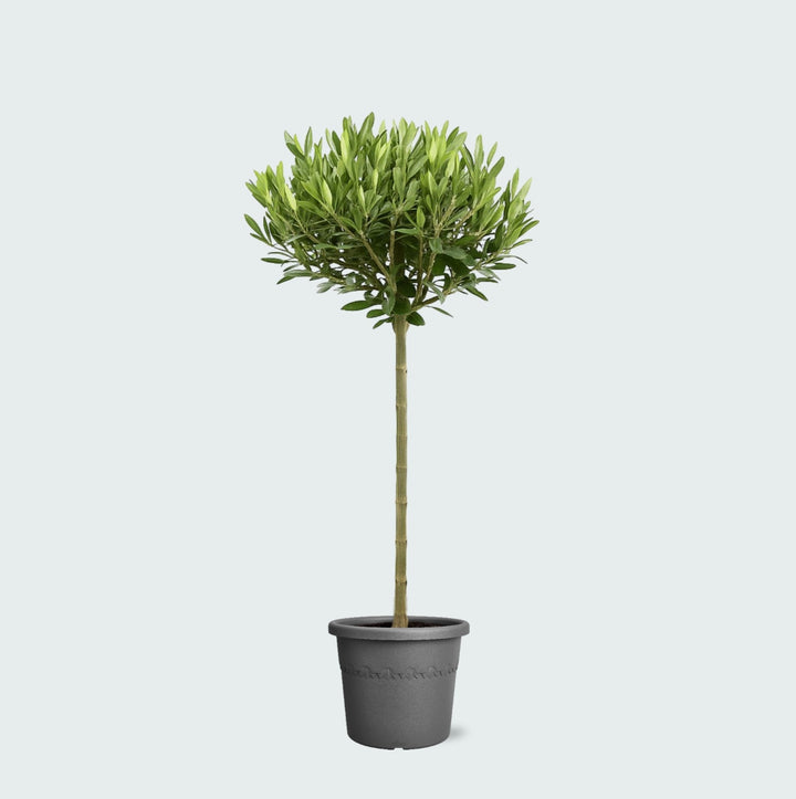 Olea Europaea sur tronc - 100 cm - Acheter une plante d'intérieur