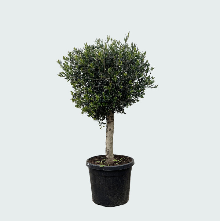 Olijfboom Olea Europaea Lorc - 180cm / stamomtrek 10-20cm