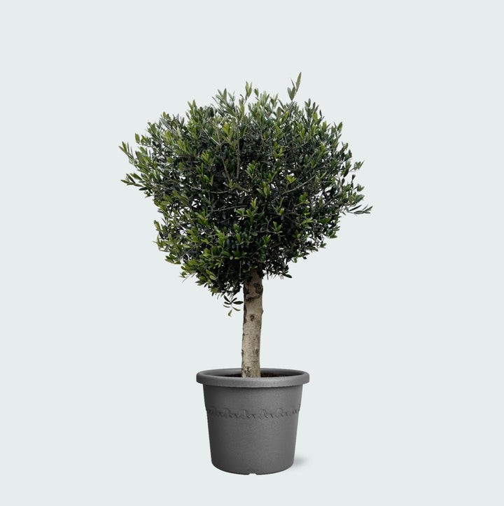 Olijfboom Olea Europaea Lorc - 180cm / stamomtrek 10-20cm