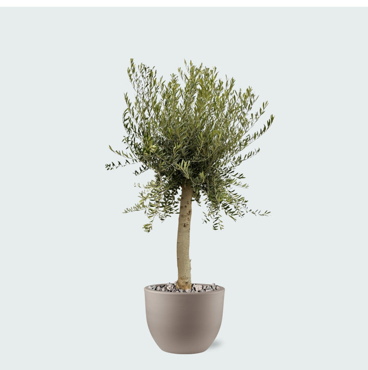 Offre combinée - Olivier Olea Europaea Lorc avec pot eggy - 200cm