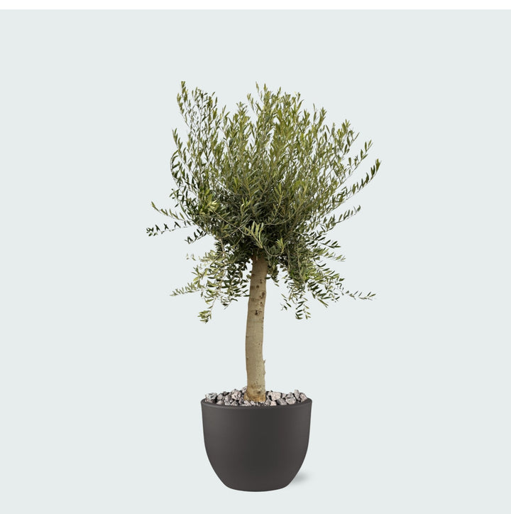 Offre combinée - Olivier Olea Europaea Lorc avec pot eggy - 200cm