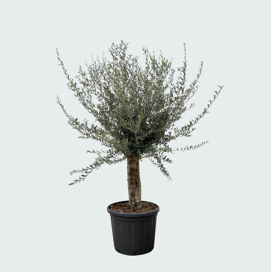Olivier Olea Europaea Lorc ramifié XXL - 225cm / circonférence du tronc 45-55cm