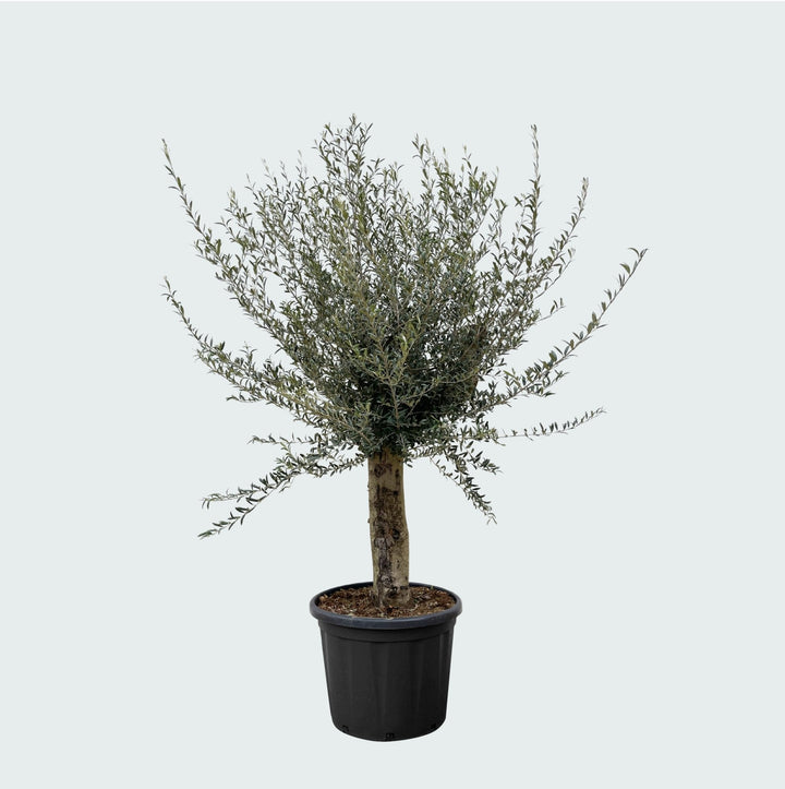 Olivier Olea Europaea Lorc ramifié XXL - 225cm / circonférence du tronc 45-55cm