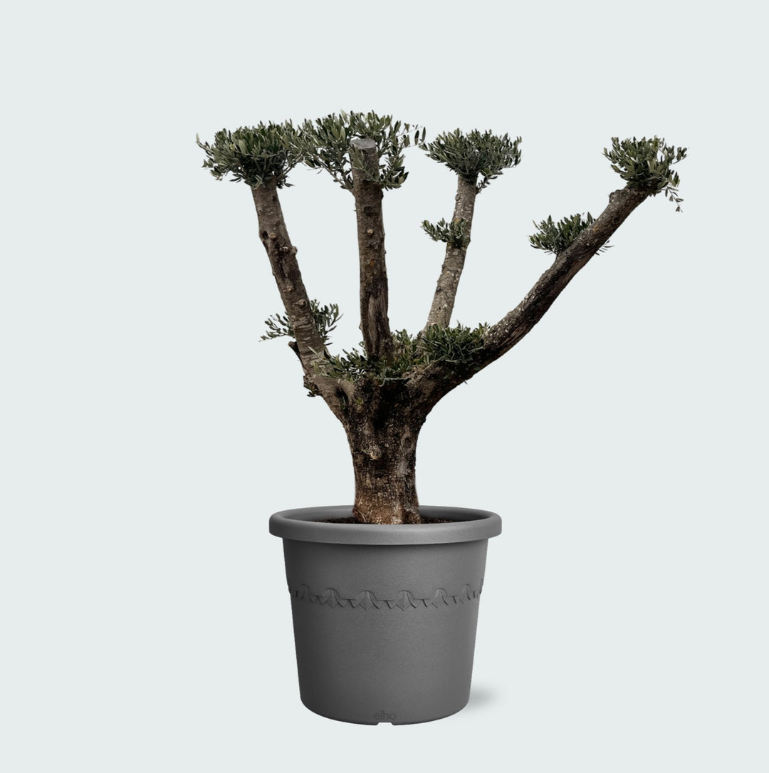 Olivier Olea Europaea Pom Pon Plateau - 160cm | Acheter