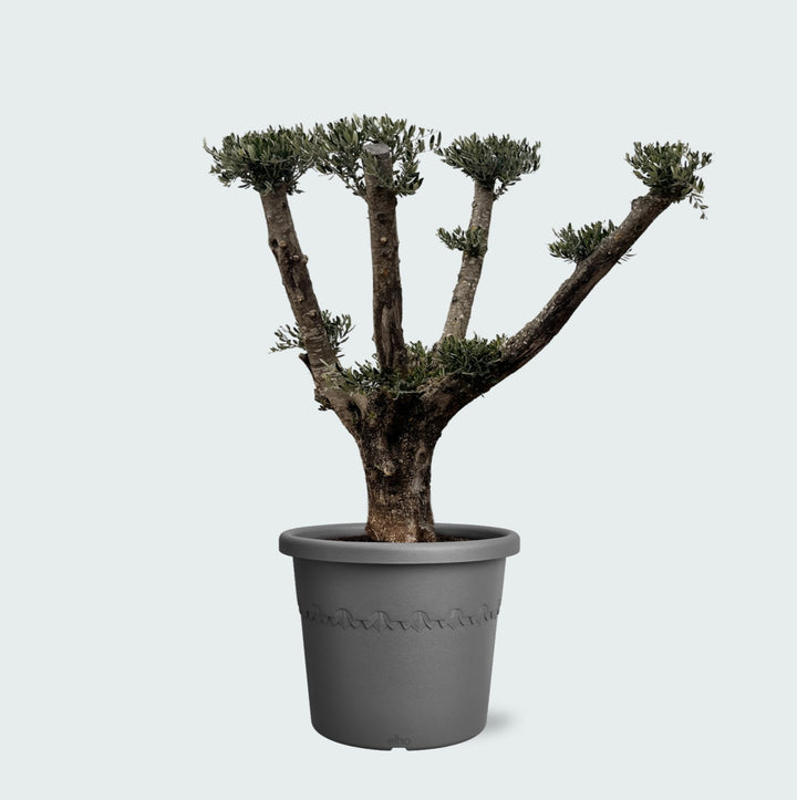 Olivier Olea Europaea Pom Pon Plateau - 160cm | Acheter