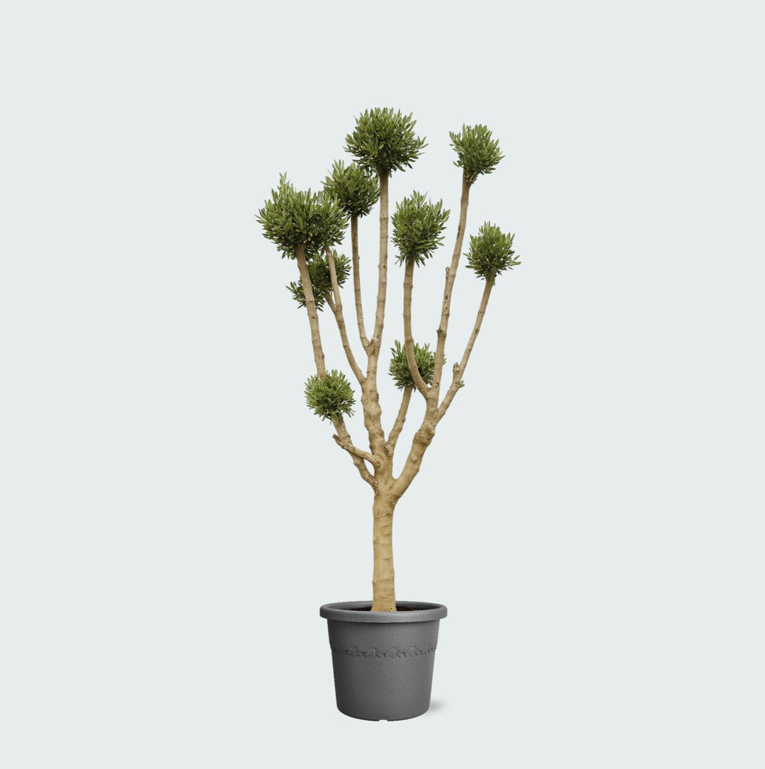 Olea Pom Pon XXL - 250cm - Kamerplant Kopen