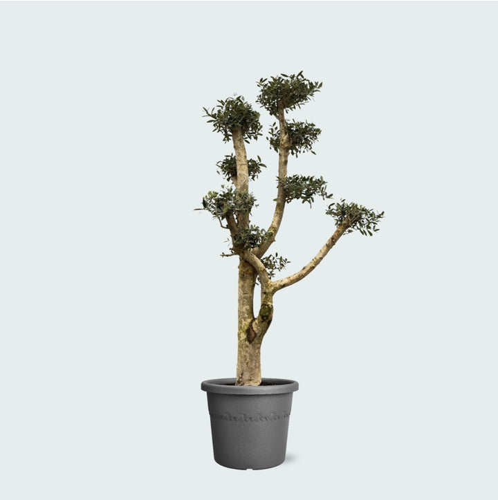 Olea Pom Pon XL - 200 cm - Acheter une plante d'intérieur