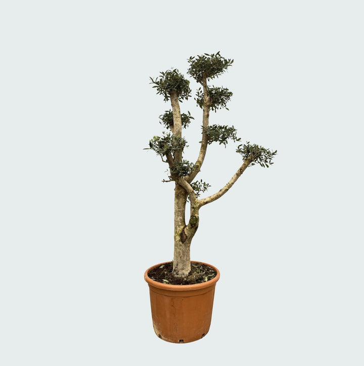 Olea Pom Pon XL - 200 cm - Acheter une plante d'intérieur