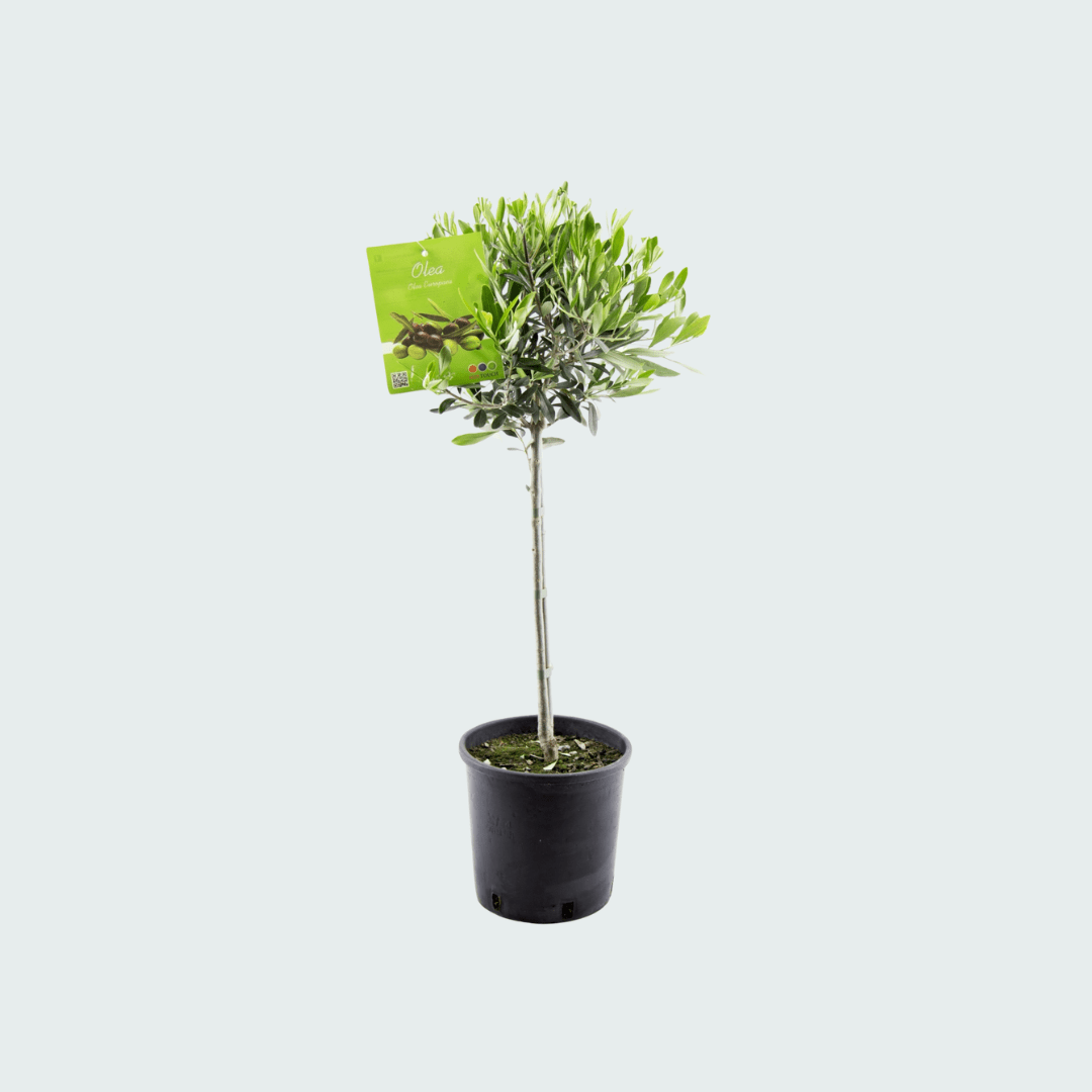 Olea Europaea sur tronc - 100 cm - Acheter une plante d'intérieur