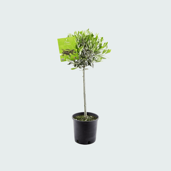 Olea Europaea sur tronc - 100 cm - Acheter une plante d'intérieur