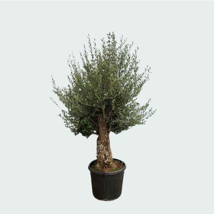 Olivier Olea Europaea Bonsaï - 250 cm / circonférence du tronc 45-60cm