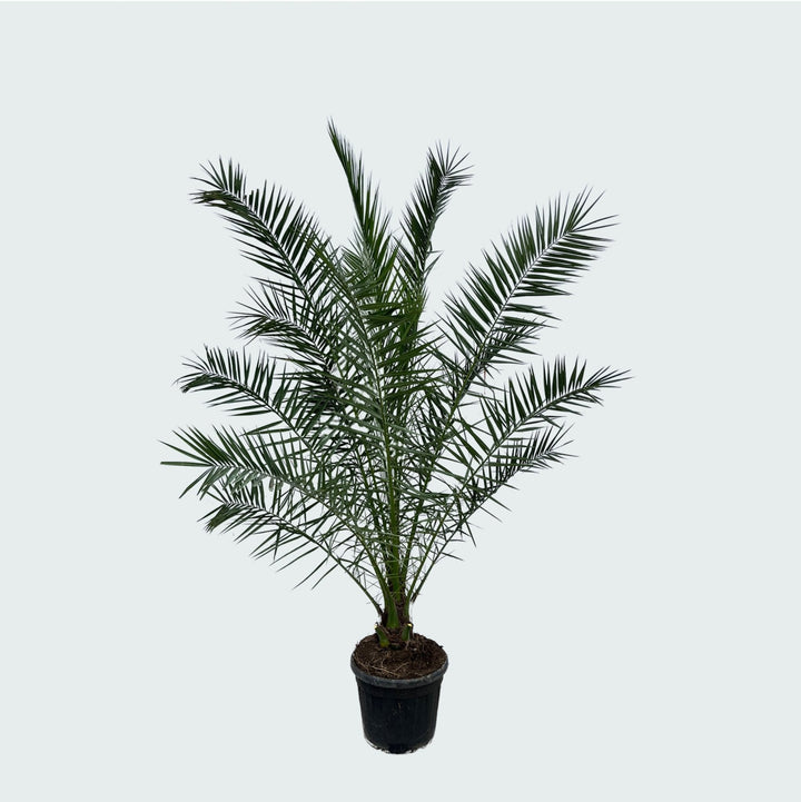 Phoenix Canariensis - 300cm - Dadelpalm - Kamerplant Kopen