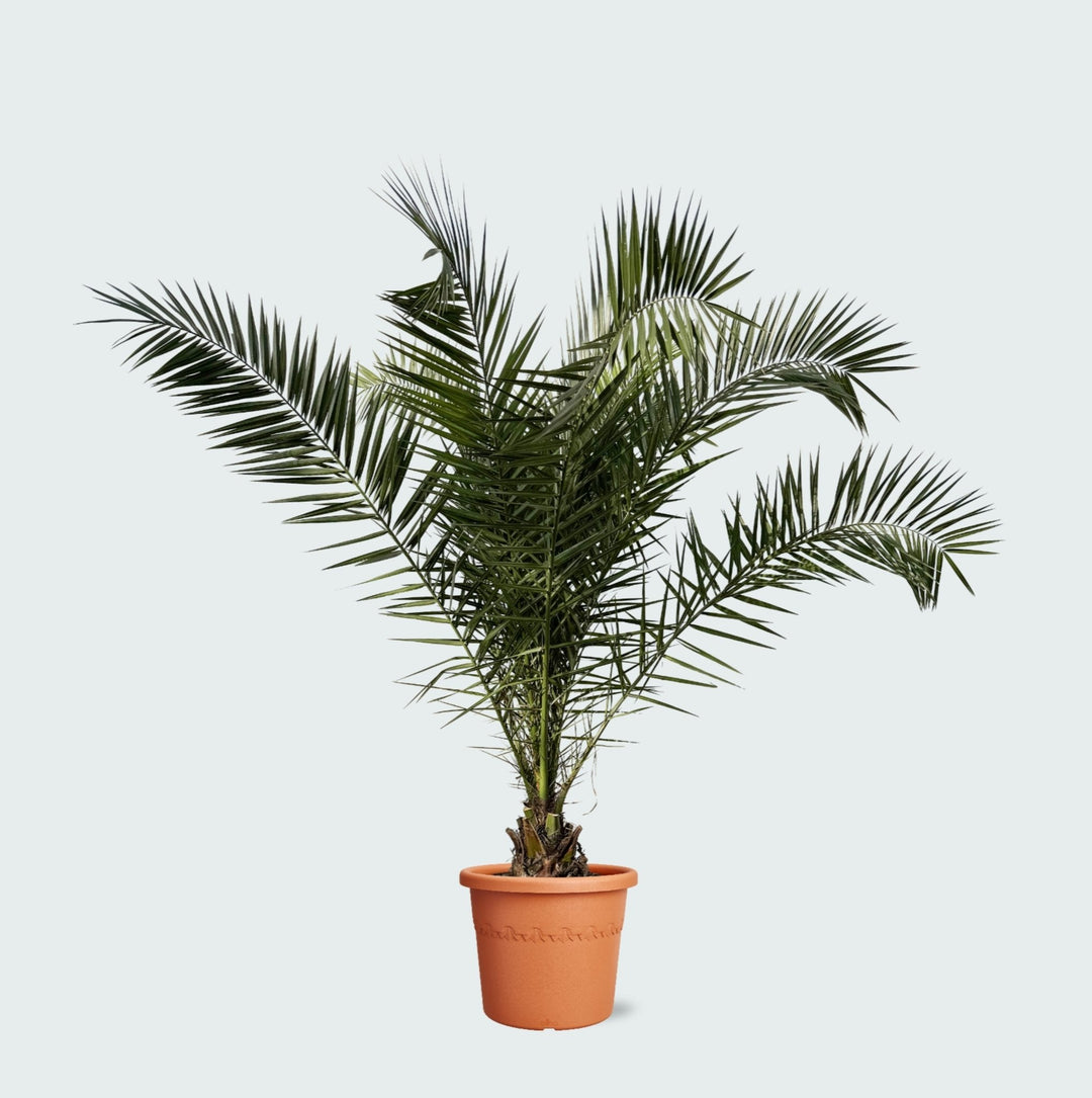 Phoenix Canariensis - 300cm - Dadelpalm - Kamerplant Kopen