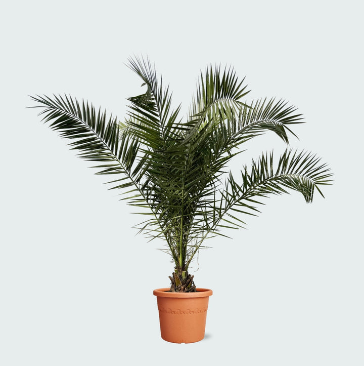 Phoenix Canariensis - 300cm - Dadelpalm - Kamerplant Kopen