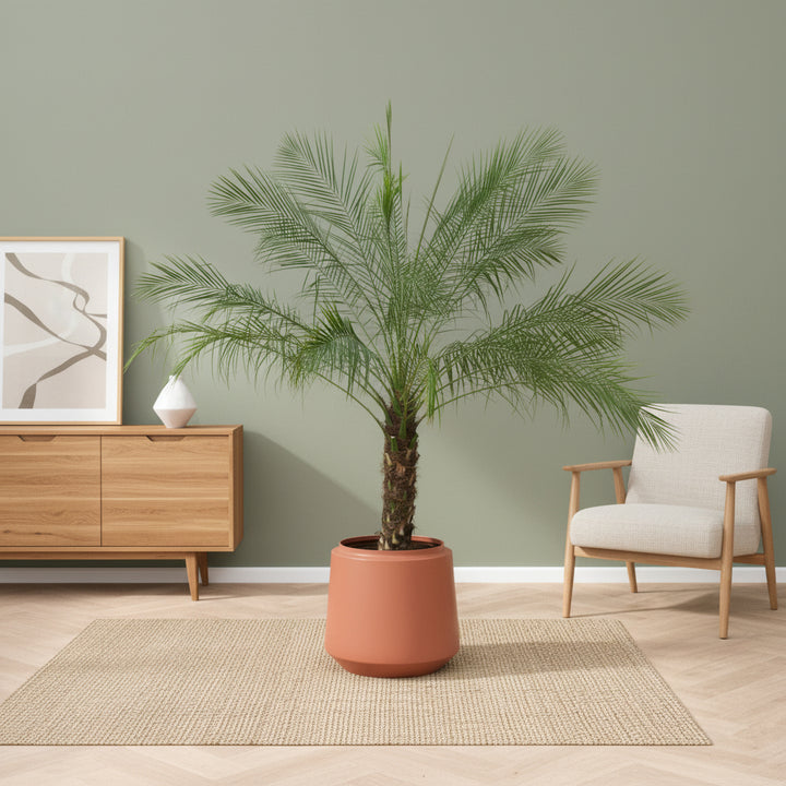 Phoenix Roebelenii op stam - 210cm - Dadelpalm | Koop