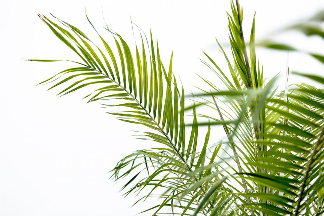 Phoenix Roebelenii op stam - 210cm - Dadelpalm | Koop