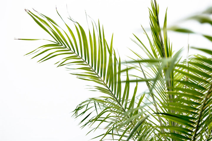 Phoenix Roebelenii op stam - 210cm - Dadelpalm | Koop