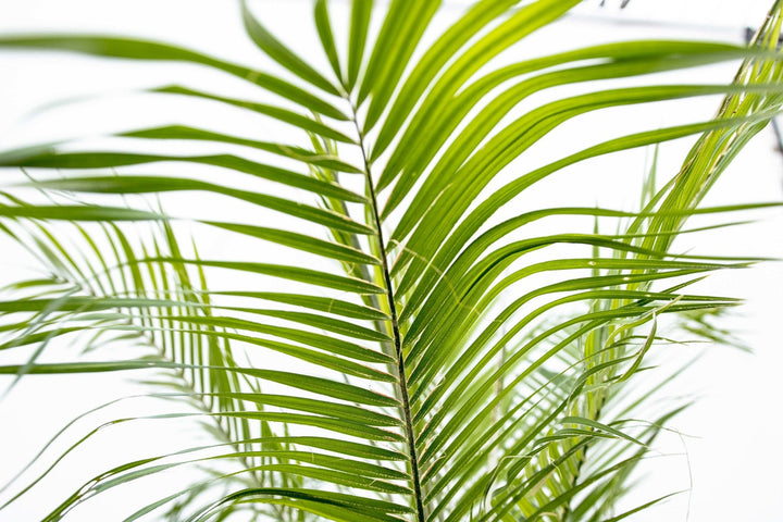 Phoenix Roebelenii op stam - 210cm - Dadelpalm | Koop
