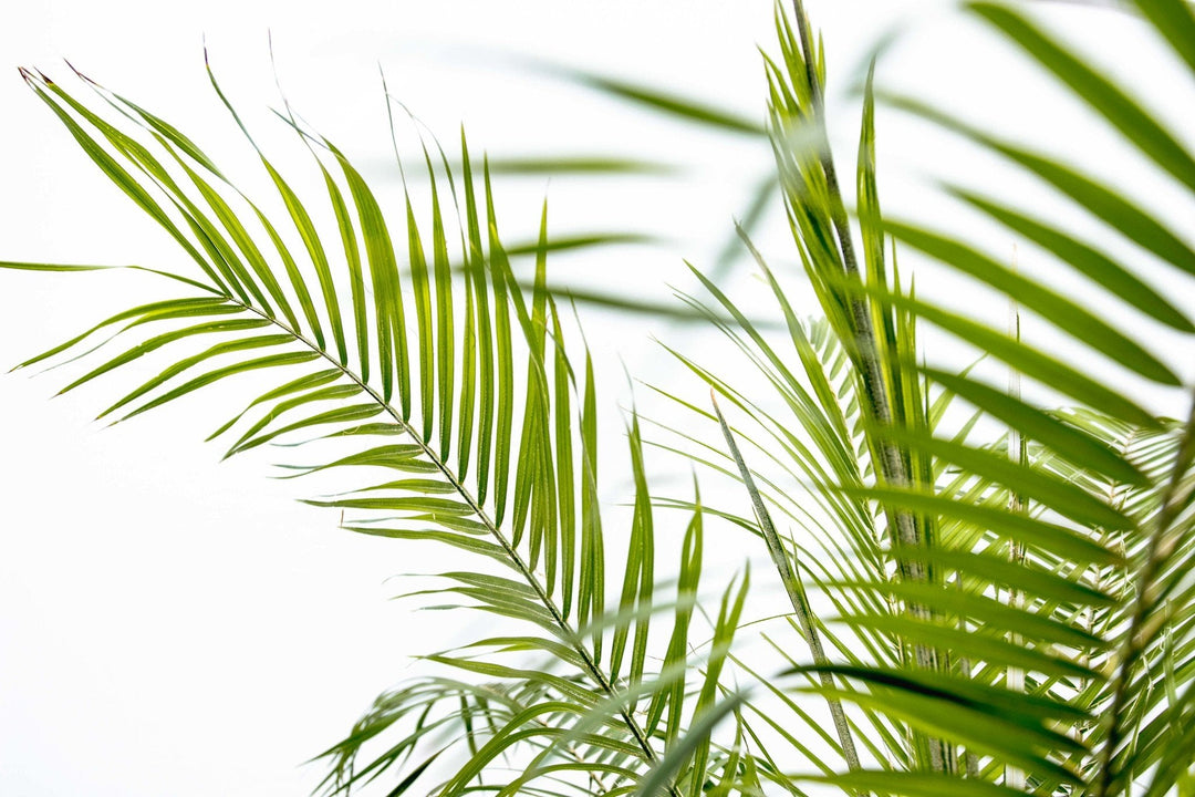 Phoenix Roebelenii op stam - 210cm - Dadelpalm | Koop