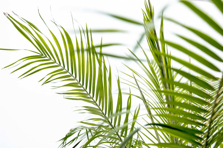 Phoenix Roebelenii op stam - 210cm - Dadelpalm | Koop