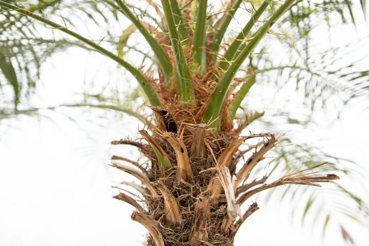 Phoenix Roebelenii op stam - 210cm - Dadelpalm | Koop