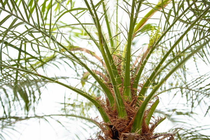 Phoenix Roebelenii op stam - 210cm - Dadelpalm | Koop
