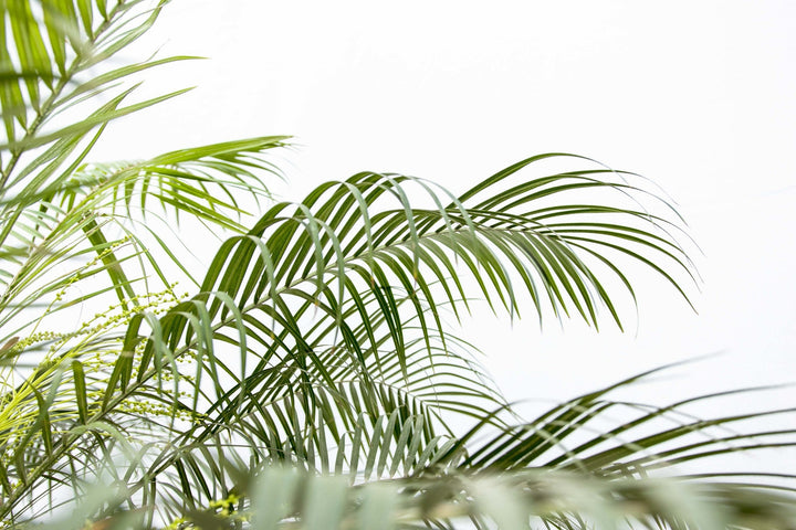 Phoenix Roebelenii op stam - 210cm - Dadelpalm | Koop