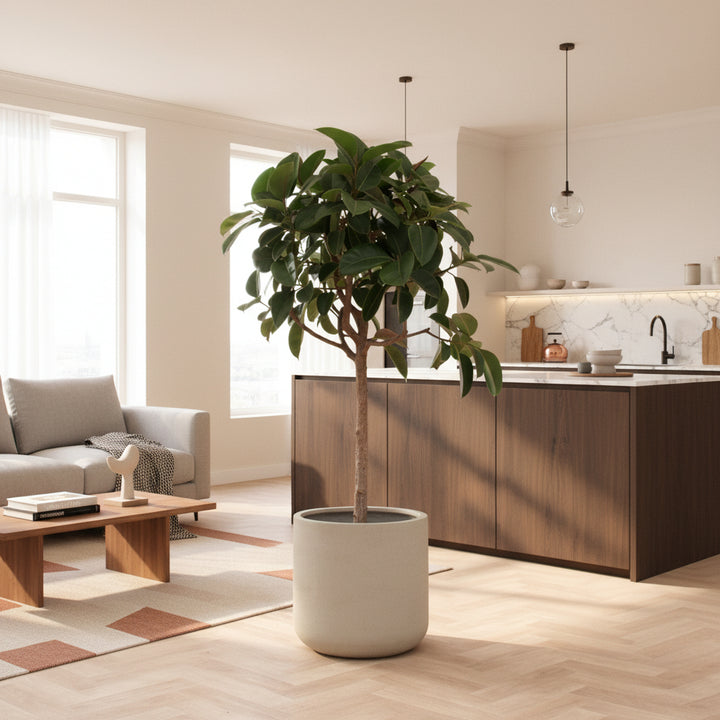 Ficus Elastica Robusta sur tronc - 180cm - Caoutchouc