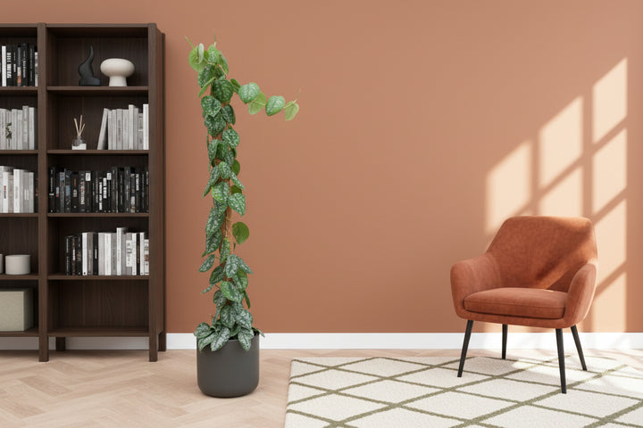 Scindapsus Pictus Trebie - 160cm - Efeutute - Efeutute Hangplant