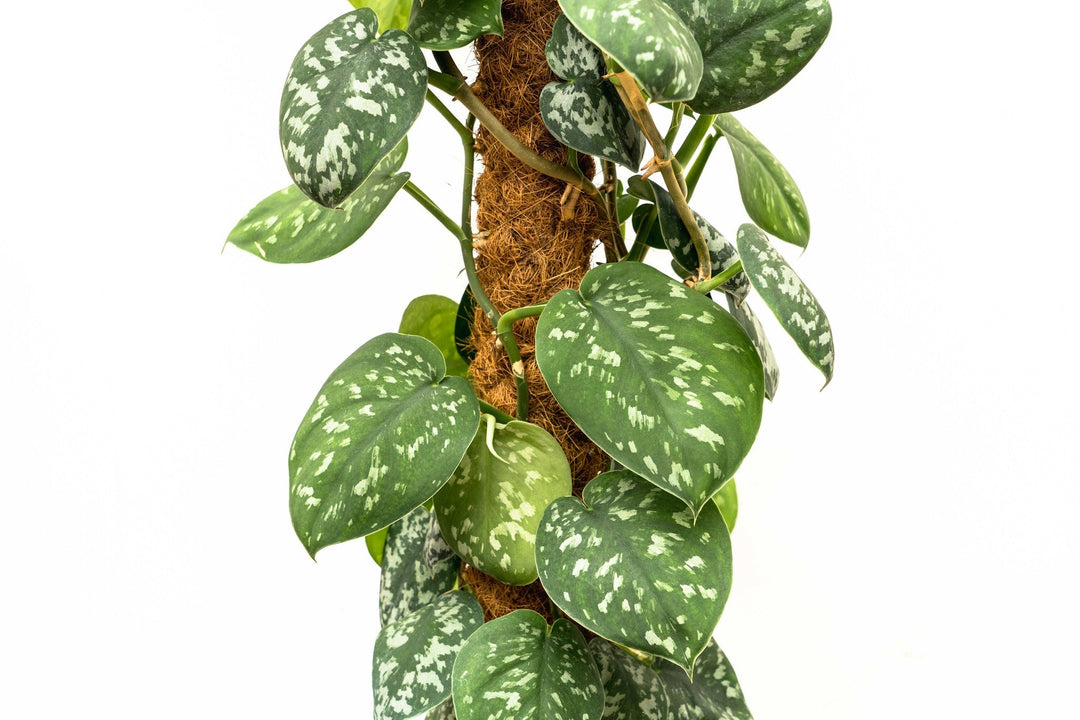 Scindapsus Pictus Trebie - 160cm - Efeutute - Efeutute Hangplant