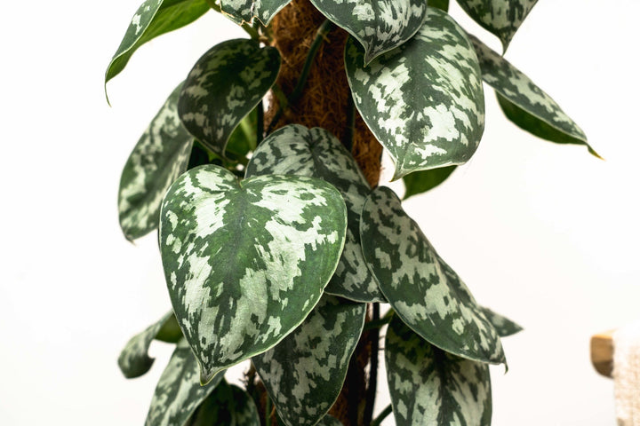 Scindapsus Pictus Trebie - 160cm - Efeutute - Efeutute Hangplant